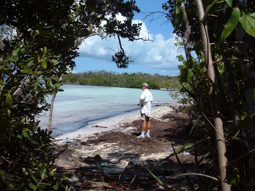 Coconut Tree Bay
