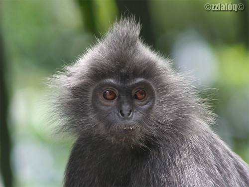 Silver Hair monkey