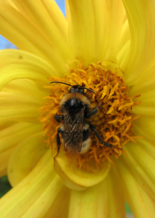 Bumblebee in flower