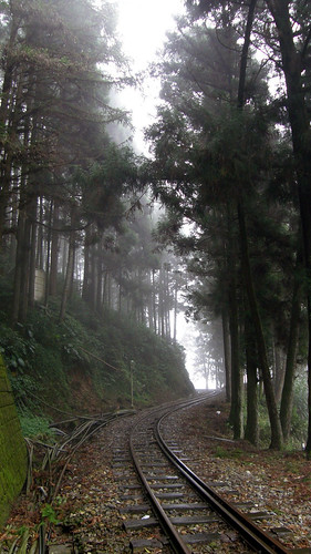 24.樹林間的阿里山鐵路
