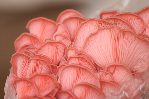 Pink Oyster Mushrooms by shaire productions