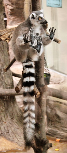 Saint Louis Zoological Garden, in Saint Louis, Missouri, USA - monkey 3