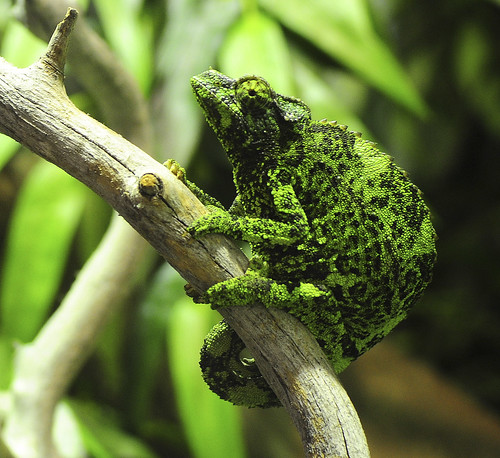 chameleon on Flickr