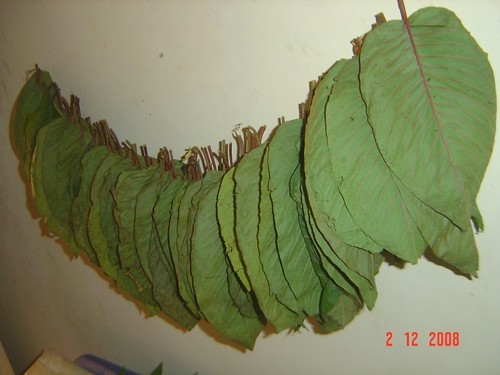 Kratom  proccecing after 2 hours dried in the room picture photo bild