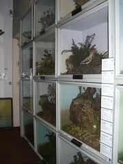 Taxidermy Cases Booth Museum