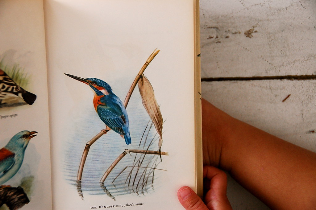 vintage bird book