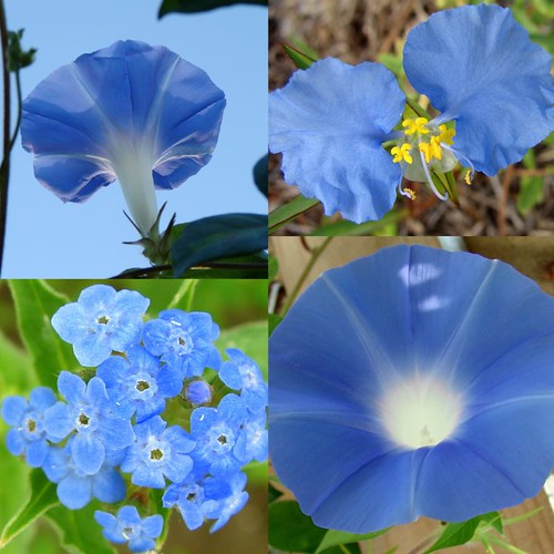 blue memorial day flowers