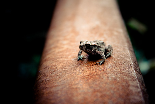 little frog