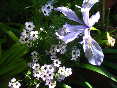 Gilia tricolor + Iris douglasiana