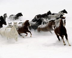 Galloping Horse Herd by Captain Narender