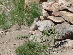 prarie dog at the stanley