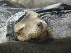 sea lions resting-2
