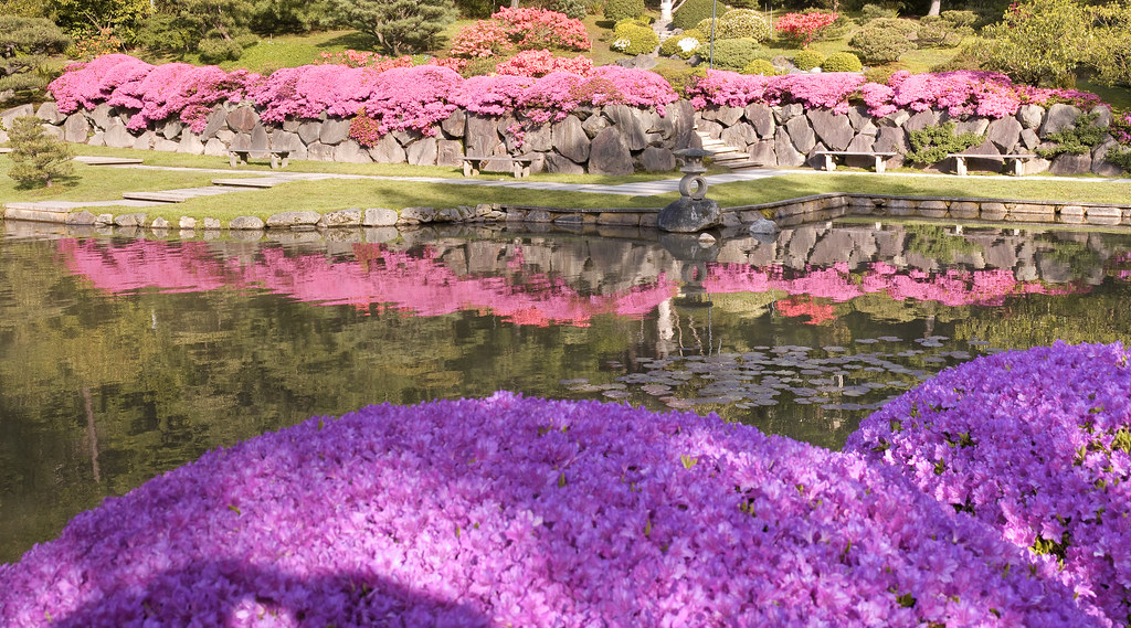 Spring Azelia bloom at the Japanese garden, Seattle arboretum