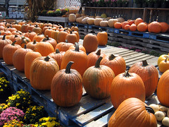 pumpkins at the wnc farmer's market