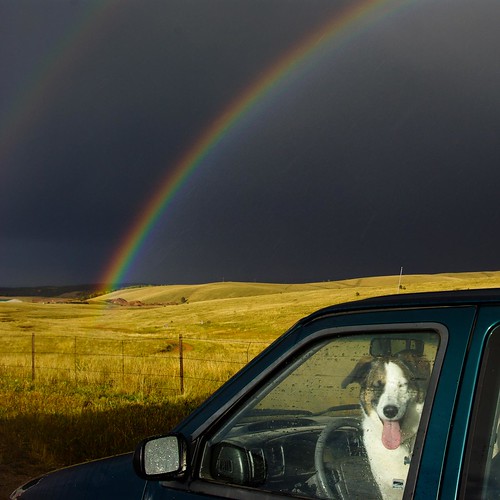 dog took part in the raid. the dog, the rain, the rainbow