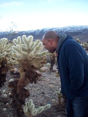 jesse tries to eat the cholla
