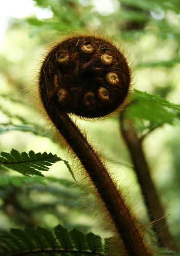 A Koru; a growing fern, symbol of New Zealand!
