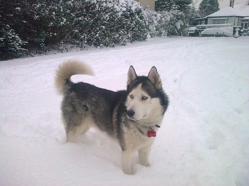 Siberian Husky in London Snow