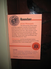 Rooster sign