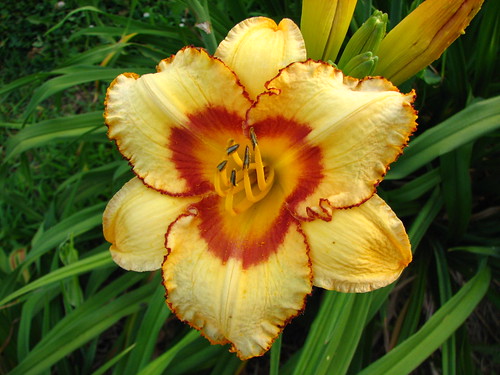 Daylily 'Two Part Harmony'