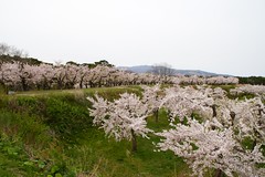 桜の城郭