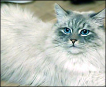 Medvedev's Cat Dorofey