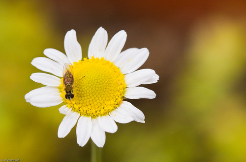 Bee on Chamomile Flower