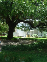 View of Tree, Well, and New Annex