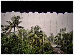 Beautiful Rain of Bangladesh (by ~KaKTaRuA~)