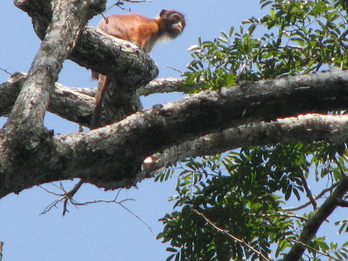a curious red colobus overhead
