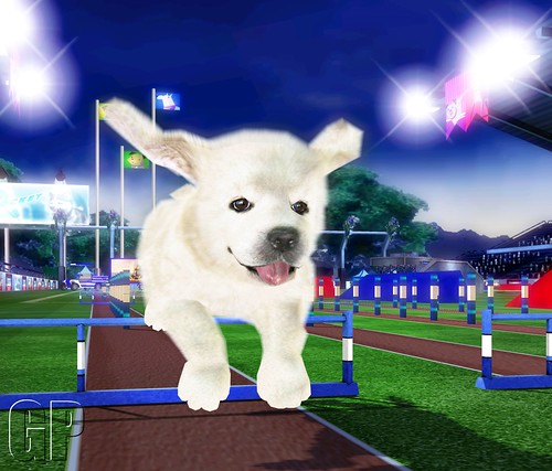 Petz_Sports_Obstacles_2 by gonintendo_flickr.