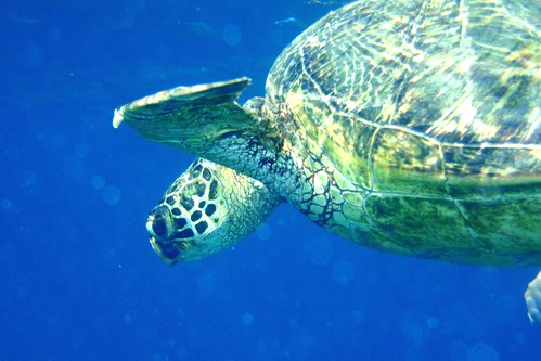 Turtle diving
