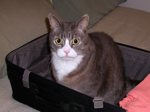 LB in My Suitcase