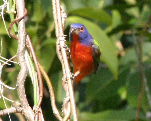 Painted Bunting 20081204