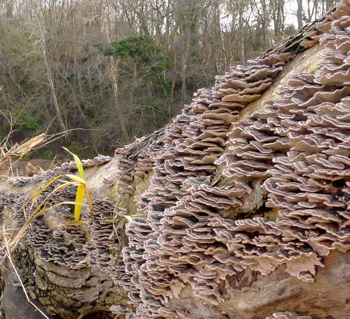 Fungi on dead tree 23Dec08