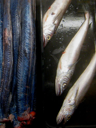 Red, Whiting and Blue Eels
