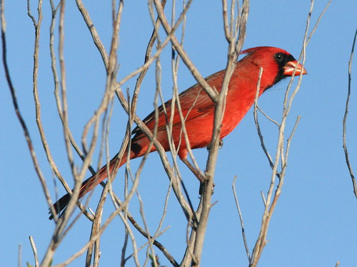 Northern Cardinal 20081229