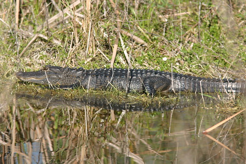 Alligator  20081229