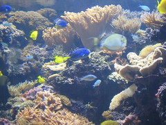Pacific Fish