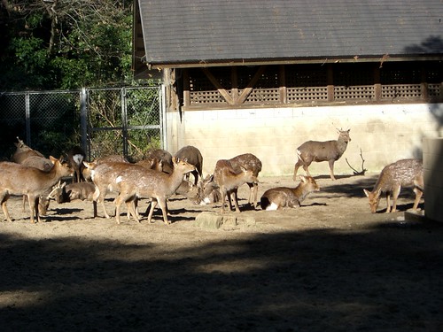鹿島神宮の鹿/Deer in Kashima Jingu shrine