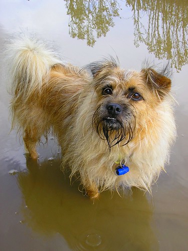 DOG IN A PUDDLE by Markles55, on Flickr