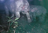 Javan rhinoceros and her calf di WWF International