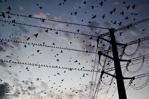 Birds on Powerlines