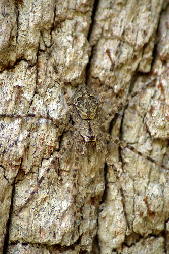 Dark Fishing Spider (dolomedes tunebrosus?) 2