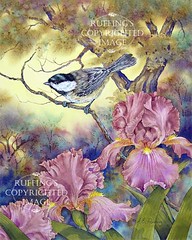 AER 12 "Black-capped Chickadee and Iris" by A E Ruffing