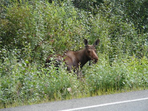 Moose  un Alce en el camino !! Dalton Highway Alaska