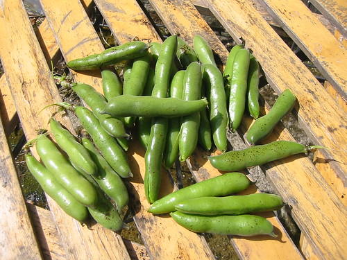 beans from the garden