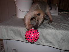 Pua plays with a ball