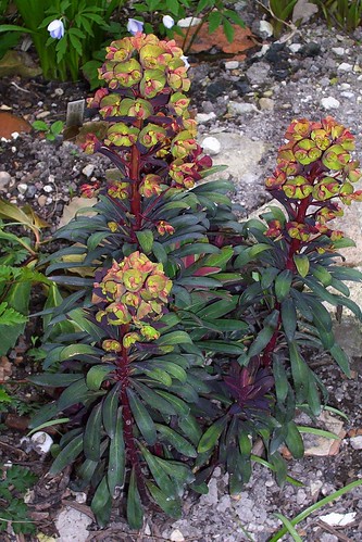 Euphorbia Blackbird - photo courtesy of Flickr user peganum