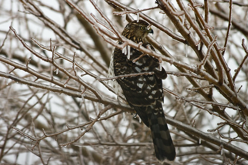 Cooper's Hawk after the ice storm